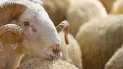 Kurban alırken nelere dikkat edilmeli?