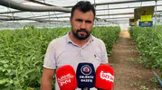 Sera Domatesinde Yoğun Bakım Dönemi
