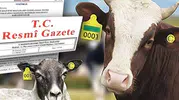 Hayvan küpeleme sisteminde yeni dönem... Karekod geliyor, il kodlu küpelerin süresi uzatıldı