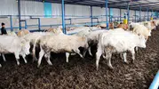 Hayvancılık Desteğinde Son 4 Gün! Başvurular Bitiyor