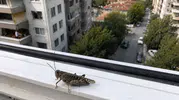 İstanbul'daki Dev Çekirgelerin Sırrı Ne? Uzmanlar Neden Bir Anda Çoğaldıklarını Anlattı