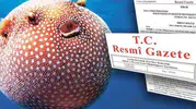 Balon Balığı avcılığı destekleri artırıldı... Zehirli türe destek 35 TL'ye yükseltildi