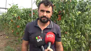 Kahramanmaraş'ta Seradan Türkiye'ye Pembe Domates Sevkiyatı Başladı