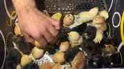 Oto Yıkamacıdan Tavukçuluk Fabrikasına Uzanan Başarı