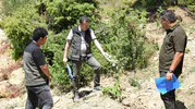 Andırın’da Gelir Getiren Ağaçlandırma Hamlesi