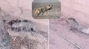 Evin Bahçesine Yavru Çizgili Sırtlan Girdi