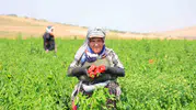 Kahramanmaraş’ta kışlık biber hazırlığı başladı
