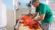 Kahramanmaraş’ta salça sezonu başladı