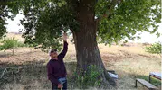 Kahramanmaraş’ta 300 Yıllık Kavak Ağacı Zamana Meydan Okuyor