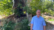 Kale Mahallesi’nde 800 Yıllık Çınar