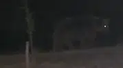 Ayılar Şehre İndi: O Anlar Cep Telefonuyla Görüntülendi