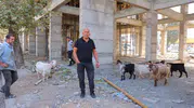 Kahramanmaraş’ta Esnafın Bulduğu 9 Keçinin Sahibi Aranıyor
