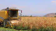 Kahramanmaraş’ta Mısır Hasadı Buruk Başladı
