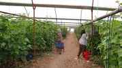 Kahramanmaraş’ta Turşuluk Hasadı Başladı