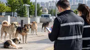 Sokak Köpekleri İçin 81 İlde Denetim Başlıyor