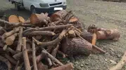 Kahramanmaraş’ta Kaçak Orman Emvali ve Nakil Aracına El Konuldu