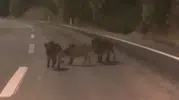 Kahramanmaraş’ta Yola İnen Domuz Sürüsü Görüntülendi