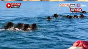 Samsat’ta Balıkçıları Şaşırtan Görüntü: Barajda Domuz Sürüsü