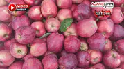 Göksun Çardak'ta Elma Hasadı Devam Ediyor
