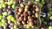 Maraş zeytininde hasat başladı satış sezonu açıldı