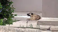 Sokakta Oynayan Çocuk Köpek Saldırısında Yaralandı