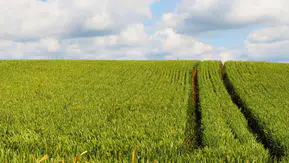 2,7 Dönümlük Arazi İçin İhale Süresi Başladı