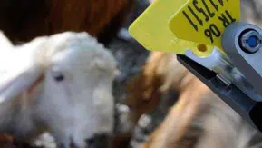 Hayvan Sahiplerine Aşı ve Küpe Ücretlerinde Önemli İndirim