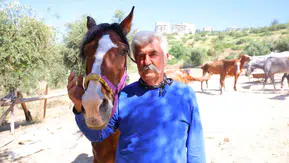Kahramanmaraş'ta Kaçan Atlar Geceyi Birbirine Kattı!