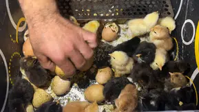 Oto Yıkamacıdan Tavukçuluk Fabrikasına Uzanan Başarı