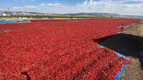 Kahramanmaraş’ta Salçalık Biber Hasadı Başladı