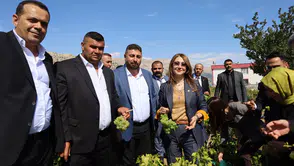 Milletvekili Karakoç Bağlarda: Üzüm ve Ceviz Hasadına Eşlik Etti