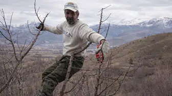 Göksun'da Dondurucu Soğukta Elma Mesaisi