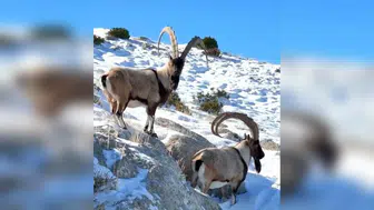 Kahramanmaraş’ta Doğanın Sessiz Kahramanları Görüntülendi