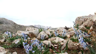 Afşin'de kaya sümbülleri doğanın uyanışını simgeliyor