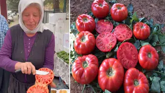 Gerçek Domatesin Sırrını Tek Dilimde Anlattı