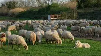 Kırsalda Bereket, Küçükbaşa Destek Projesi Başvuruları Devam Ediyor