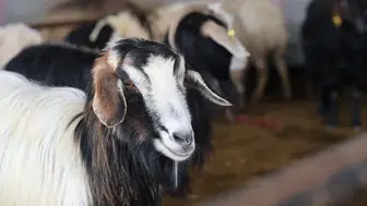 Vekaletle Kurban Kesim Bedelleri 2026 İçin Açıklandı