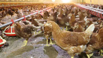 Kümes Hayvancılığında Rekor Üretim: 2 Milyar Yumurtaya Ulaşıldı!