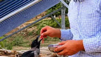 Kahramanmaraş’ta Yaralı Kargaya Şefkat Eli