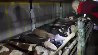 Kurban Bayramı öncesi canlı hayvan denetimleri hız kazandı