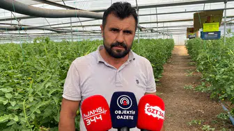 Sera Domatesinde Yoğun Bakım Dönemi