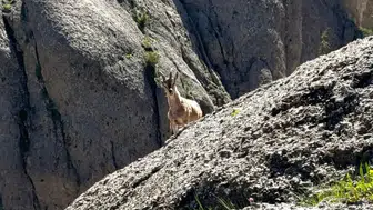 Andırın’da Dağ Keçisi Kameralara Yansıdı