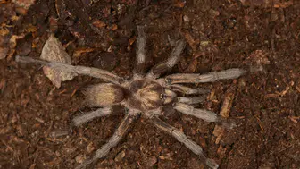 2 Bin 500 Yıllık Tarantula Gizemi Türkiye'de Çözüldü