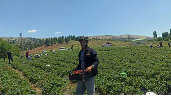 Bertiz Tarlalarında Çilek Mesaisi Gün Doğmadan Başlıyor