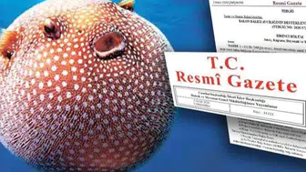 Balon Balığı avcılığı destekleri artırıldı... Zehirli türe destek 35 TL'ye yükseltildi