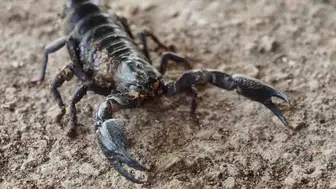 Kahramanmaraş'ta TOKİ Sakinlerini Tedirgin Eden İddia! Yazla Birlikte Görülmeye Başlandı