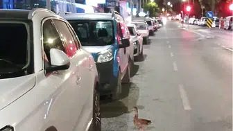 Trafiği durdurup ördeği kurtardılar