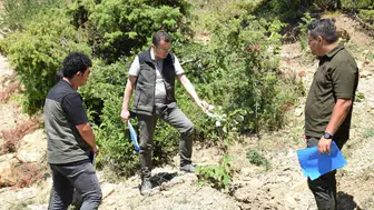 Andırın’da Gelir Getiren Ağaçlandırma Hamlesi