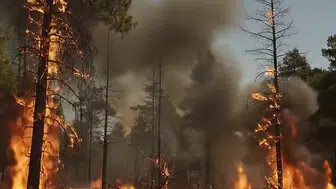 OGM'den orman yangını uyarısı! Yangınlara sebebiyet ciddi suçtur
