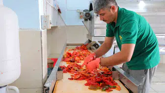 Kahramanmaraş’ta salça sezonu başladı